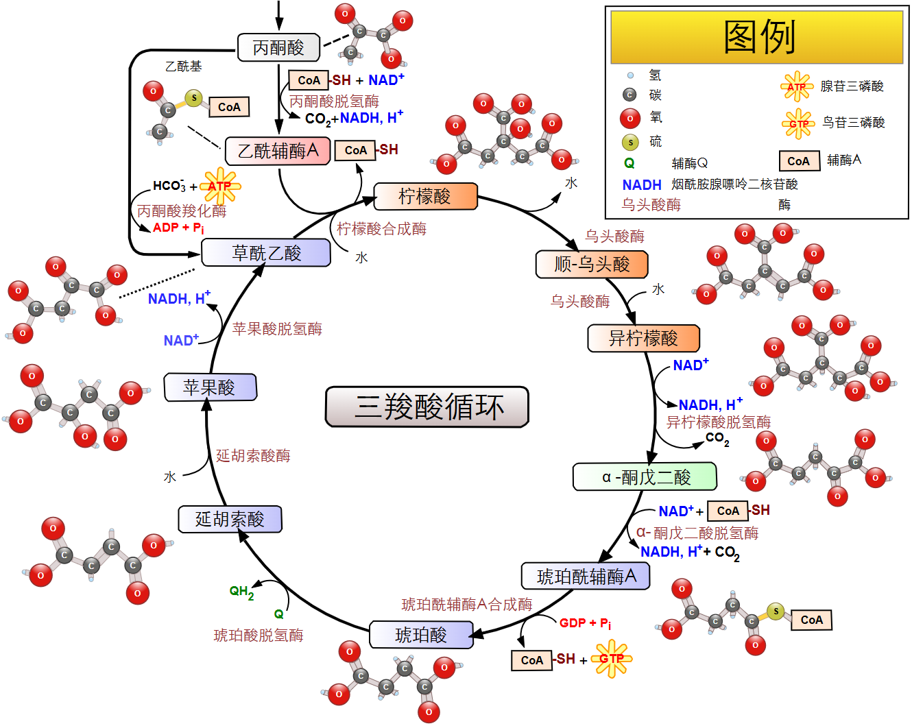 三羧酸循环