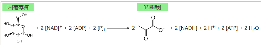 糖解反应式