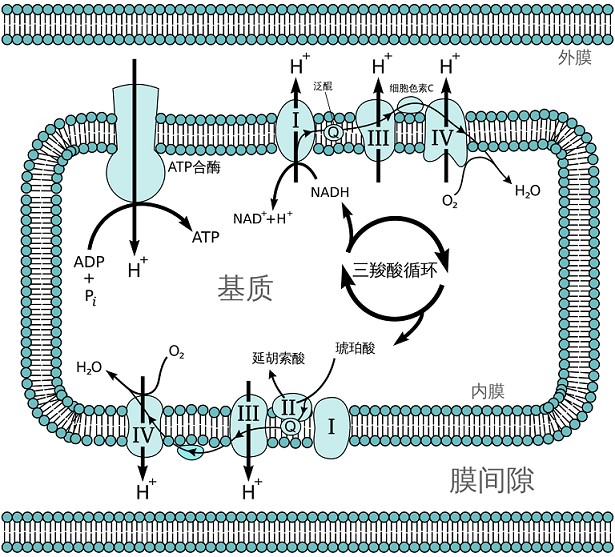 线粒体-电子传递链