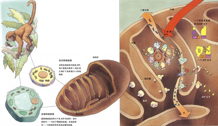 线粒体内部探秘