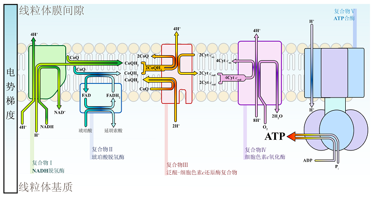 线粒体膜间空间电子传递链图