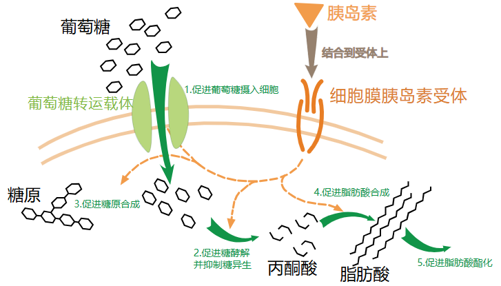 胰岛素在细胞中的作用