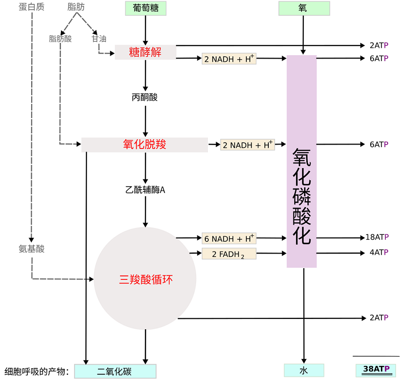 葡萄糖计算生成ATP数量结算