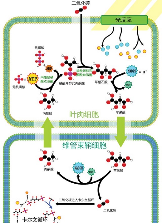 C4植物固碳