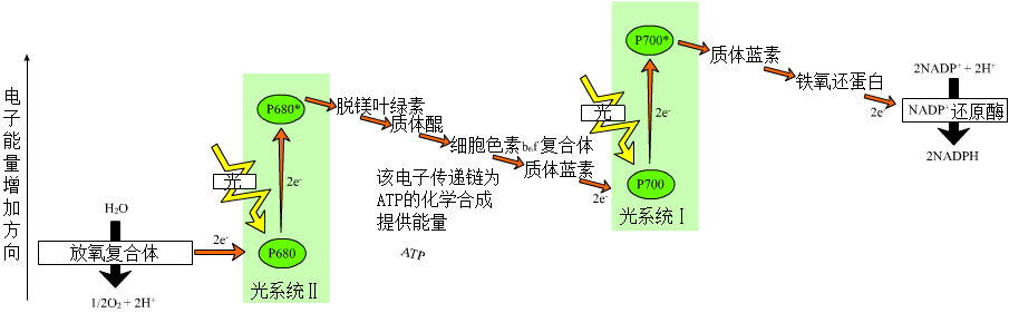 光反应