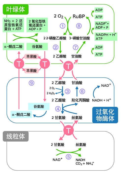 光呼吸过程通览