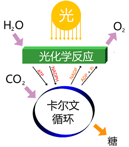 卡尔文循环