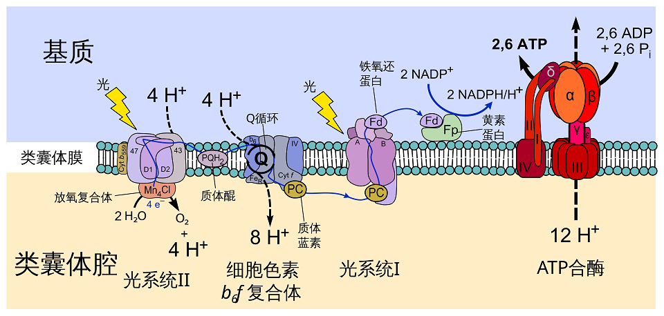 非循环电子传递链